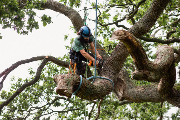 Best Tree Health Inspection  in Toona, AL