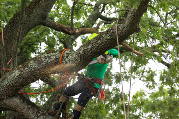 Best Lawn Watering Services  in Toona, AL